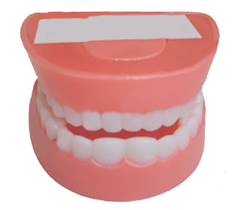 Mô hình hàm răng mẫu  Công ty CP XNK kỹ thuật Âu Việt